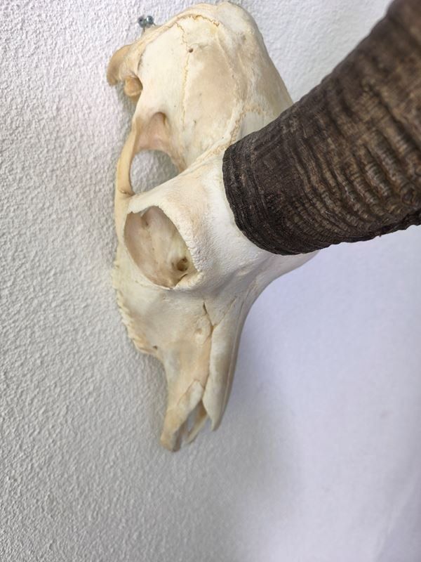 Altre raccolte & rarità: echten Schädel einer Ibex- oder Steinbock – Usato da Rüti ZH venduto da Restwert_Rueti_ZH 1
