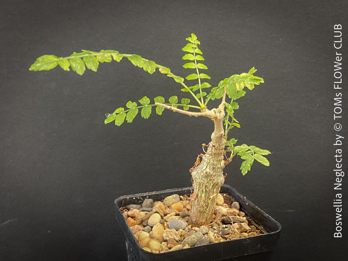 Piante & sementi: Boswellia Neglecta - Schwarzer Weihrauchbaum – Nuovo e nell'imballaggio originale da Adliswil venduto da astom369 5