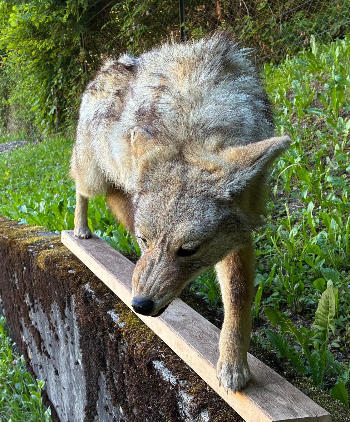 Il mondo degli animali: Kojote aus Amerika – Usato da Bäretswil venduto da robsonantik 4