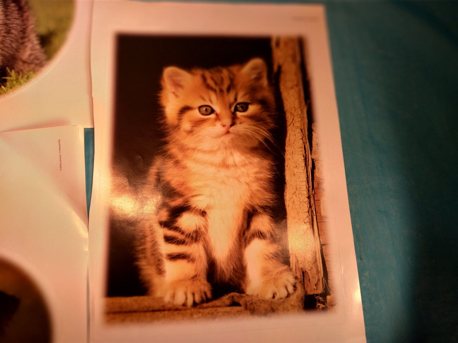 Sticker: 4 grosse Tiersticker, Hunde und Katzen – Nuovo (secondo la descrizione) da Bellach venduto da JingleCherry 2