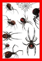 Tattoo Spinne schwarze Wittwe Tarantel Halloween Spider