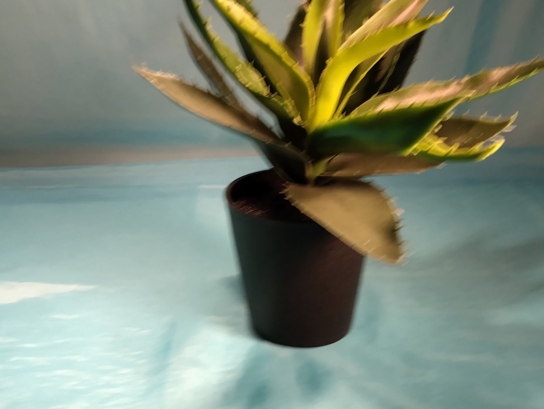 gummibaum pflegeleicht Ficus Elastica Cloe Gummibaum 65cm – Zimmerpflanze im Korb Ø19cm – gro