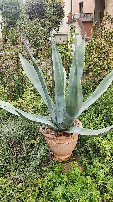 Plantes & graines: Agave  – D'occasion à Zürich par spe_jwc5
