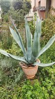 Agave 