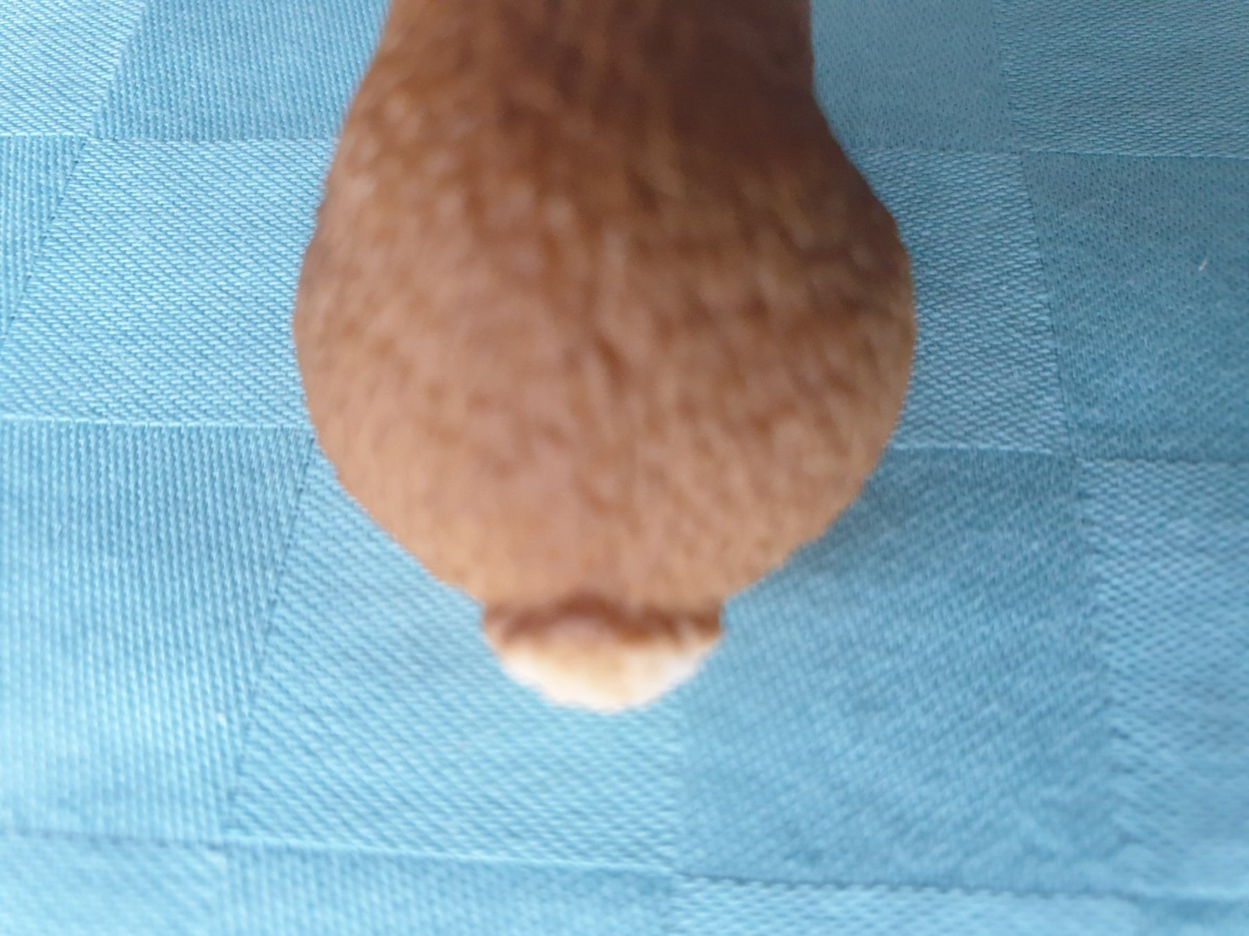 Schleich Figuren: Kaninchen Schleich Figur – Gebraucht aus Mörschwil von spirspi 4