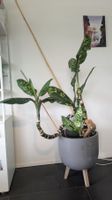 Grosse Dieffenbachia mit dekorativem Pflanztopf