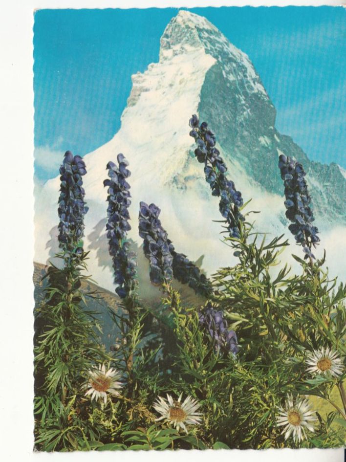 Cartoline postali: Matterhorn ca. 1960 – Usato da Bürglen TG venduto da StampGraf