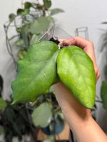 Hoya Seeds 002 (AH-556) ✨