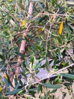 Schöne Oliven Baum mit voll Oliven Früchte