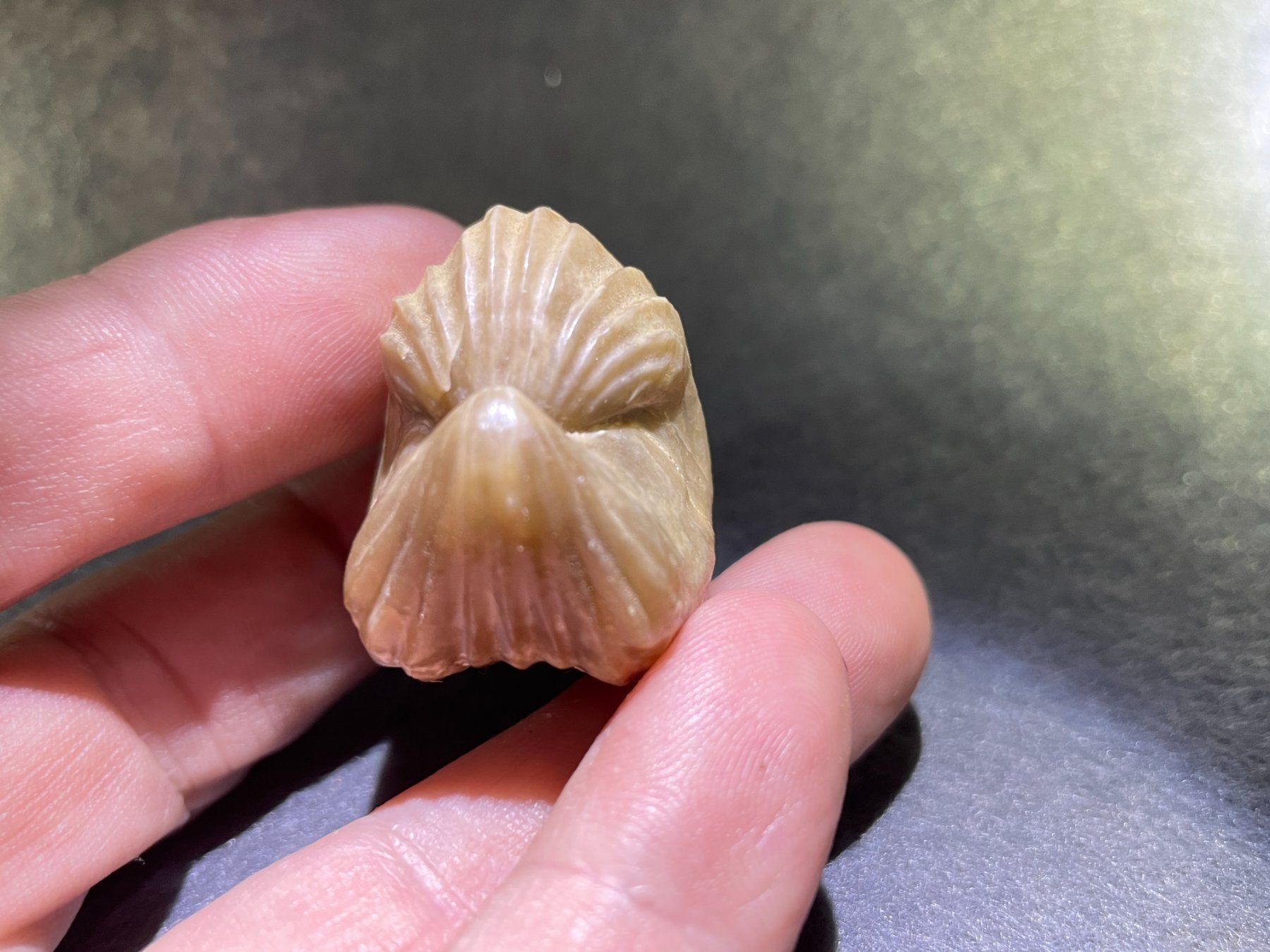 Fossilien: Fossile de Brachiopode - beau et grand – Neu (gemäss Beschreibung) aus Cernier von Gemy_Jam 7