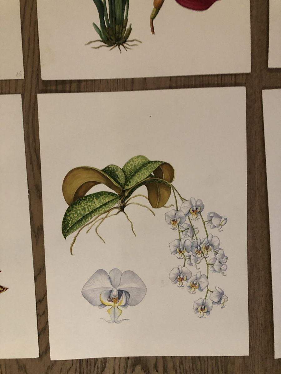 Tableaux: 12 handgemalte Orchideen-Bilder, Originale – D'occasion à Versoix par chr_2rpz 4