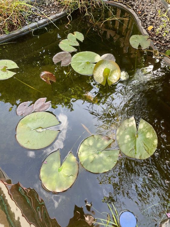 Gartenteich 750l komplett Kaufen auf Ricardo