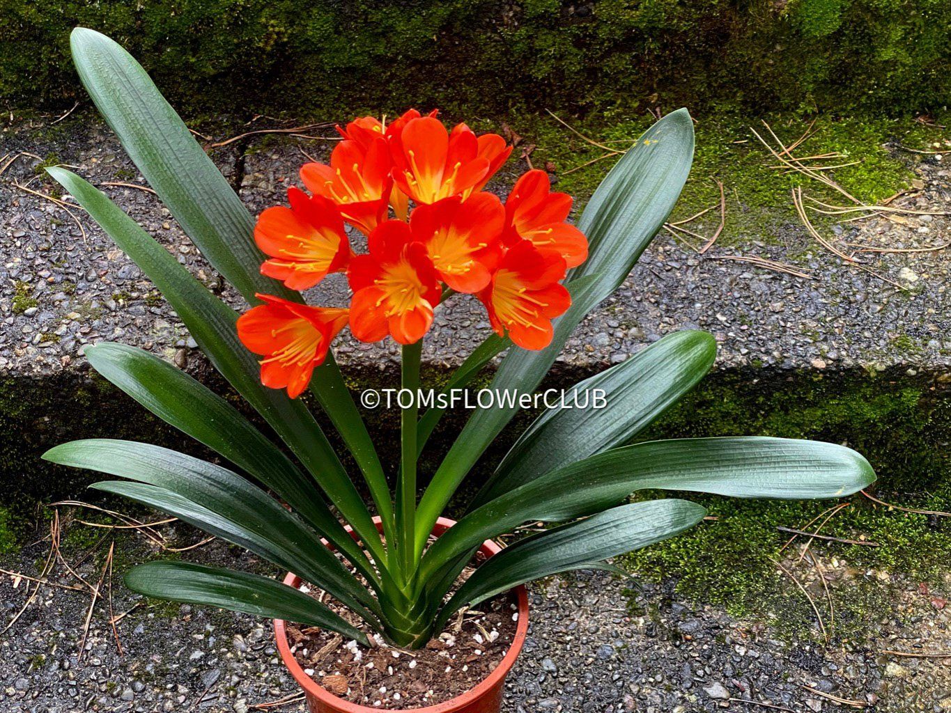 Piante & sementi: Clivia Miniata - rot-orange blühend - robust ausm Garten – Nuovo e nell'imballaggio originale da Adliswil venduto da astom369 2