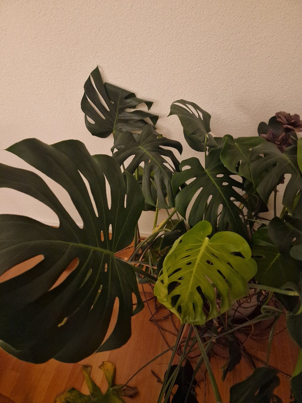 Pflanzen & Samen: Wunderschöne grosse Monstera Pflanze – Gebraucht aus Winterthur von Winti1993 2