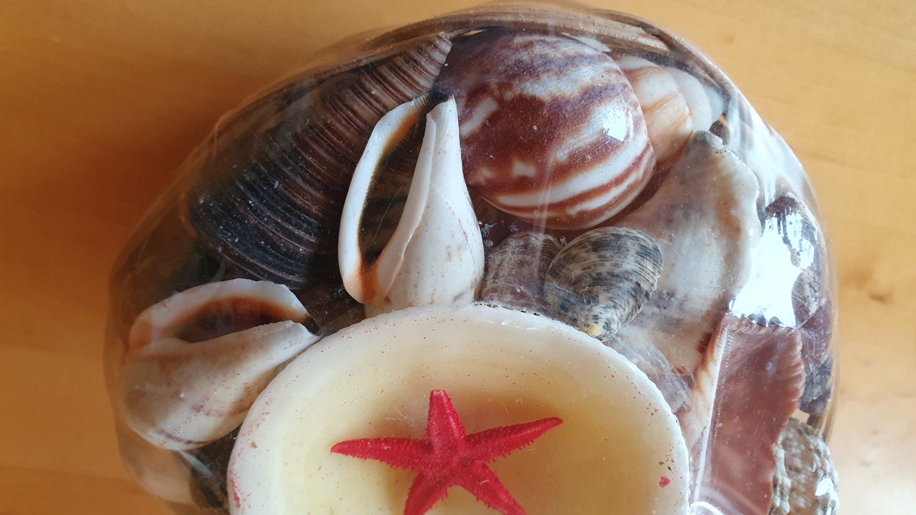 Fossilien: Meermuschelnset – Neu und originalverpackt aus Wattwil von Dato1 1