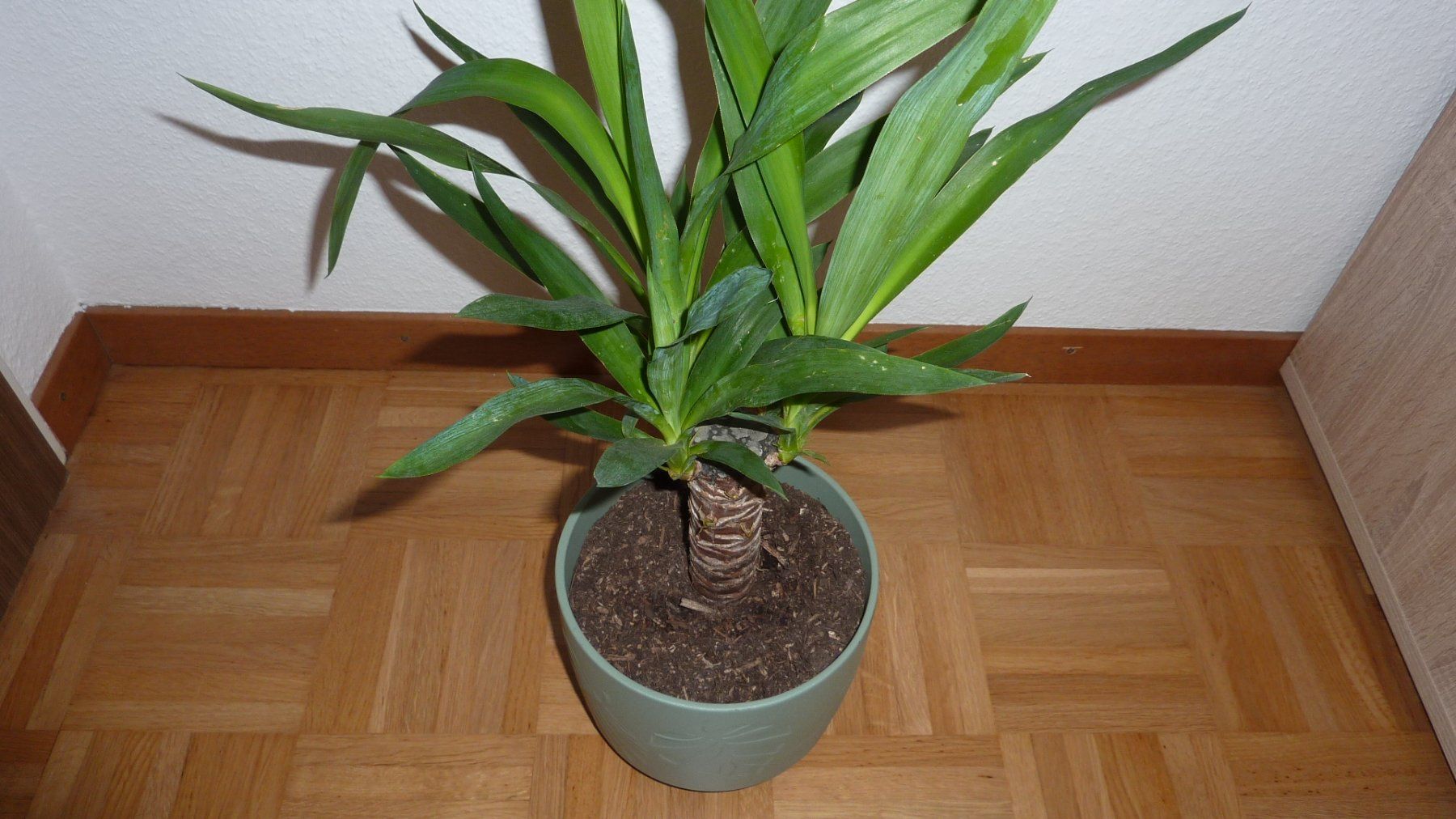 Piante & sementi: yucca palme – Nuovo (secondo la descrizione) da Füllinsdorf venduto da pmarkus 2
