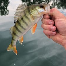 Profile image of Fisherman95