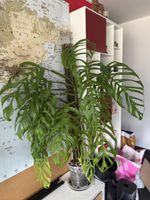 Monstera Epipremnoides (Esqueleto)