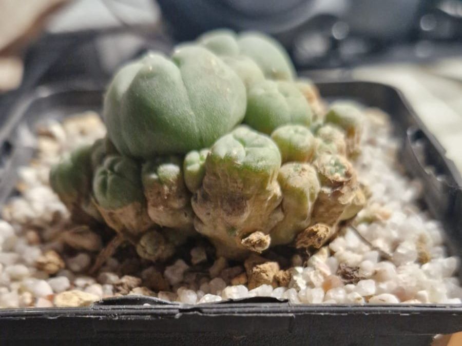 Pflanzen & Samen: Lophophora Sp. var. Caespitosa, 6cm Ø – Gebraucht aus Zürich von LophiMaster 4