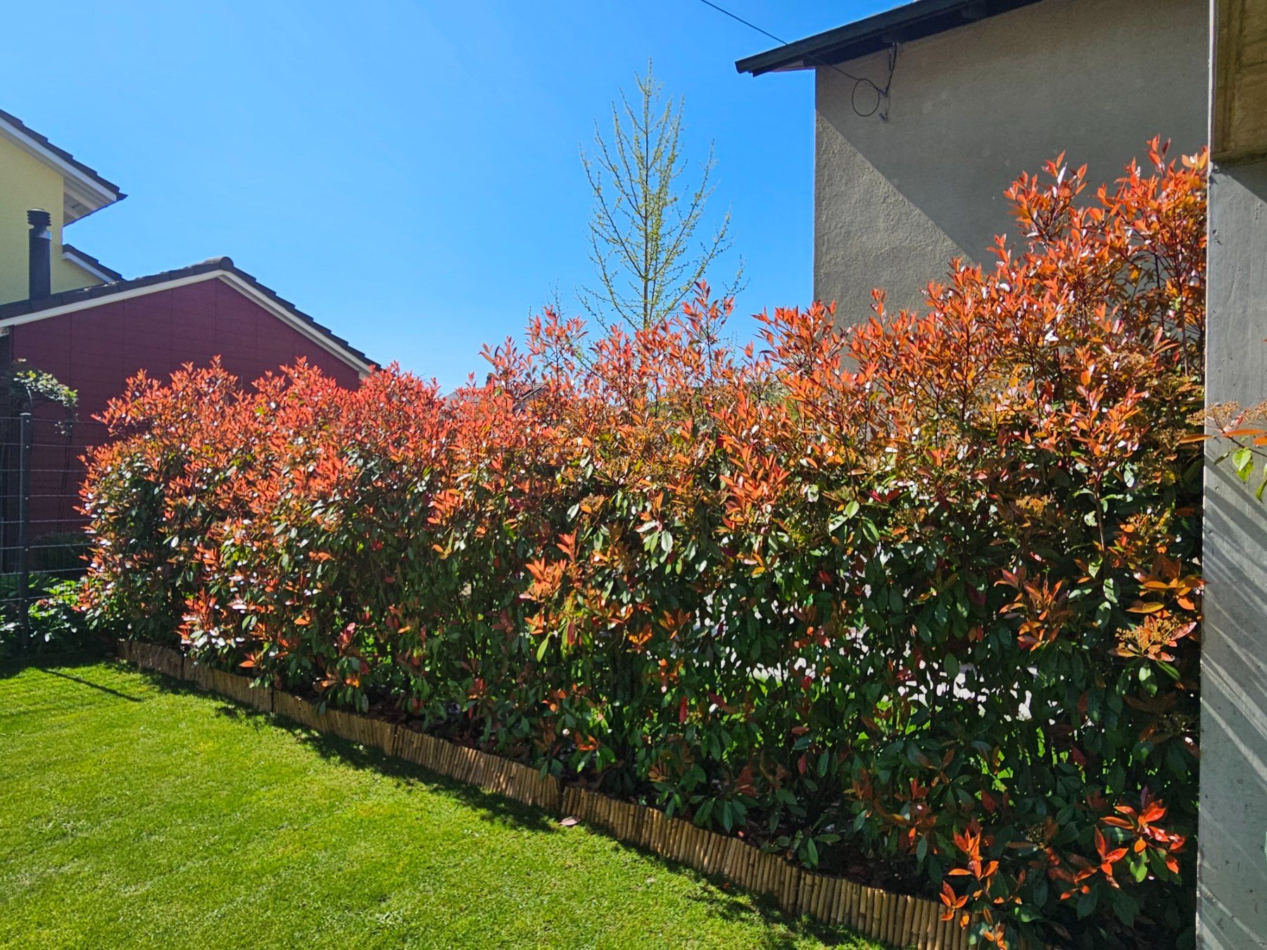 Piante & sementi: Photinia Red Robin – Usato da Luterbach venduto da Jeye