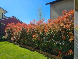 Photinia Red Robin