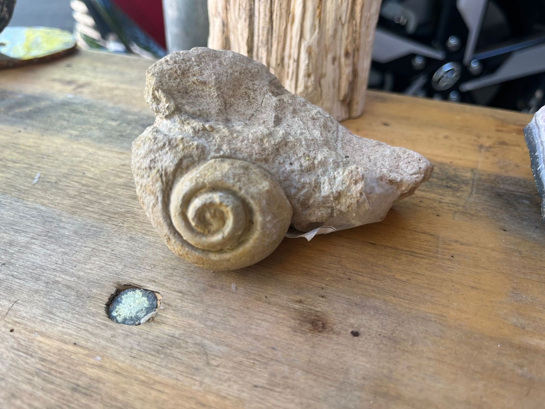Fossili: Fossil Schnecke – Usato da Münchenstein venduto da sil_h6c9