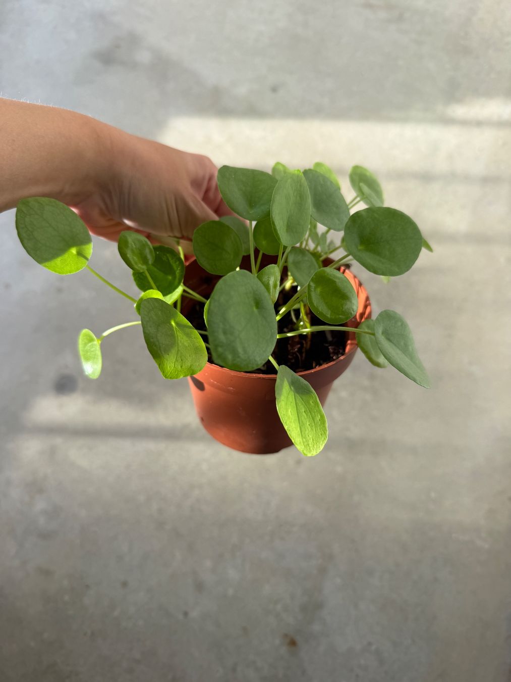 Piante & sementi: Pilea Pflanze – Usato da Bern venduto da Wil.Wayne 1
