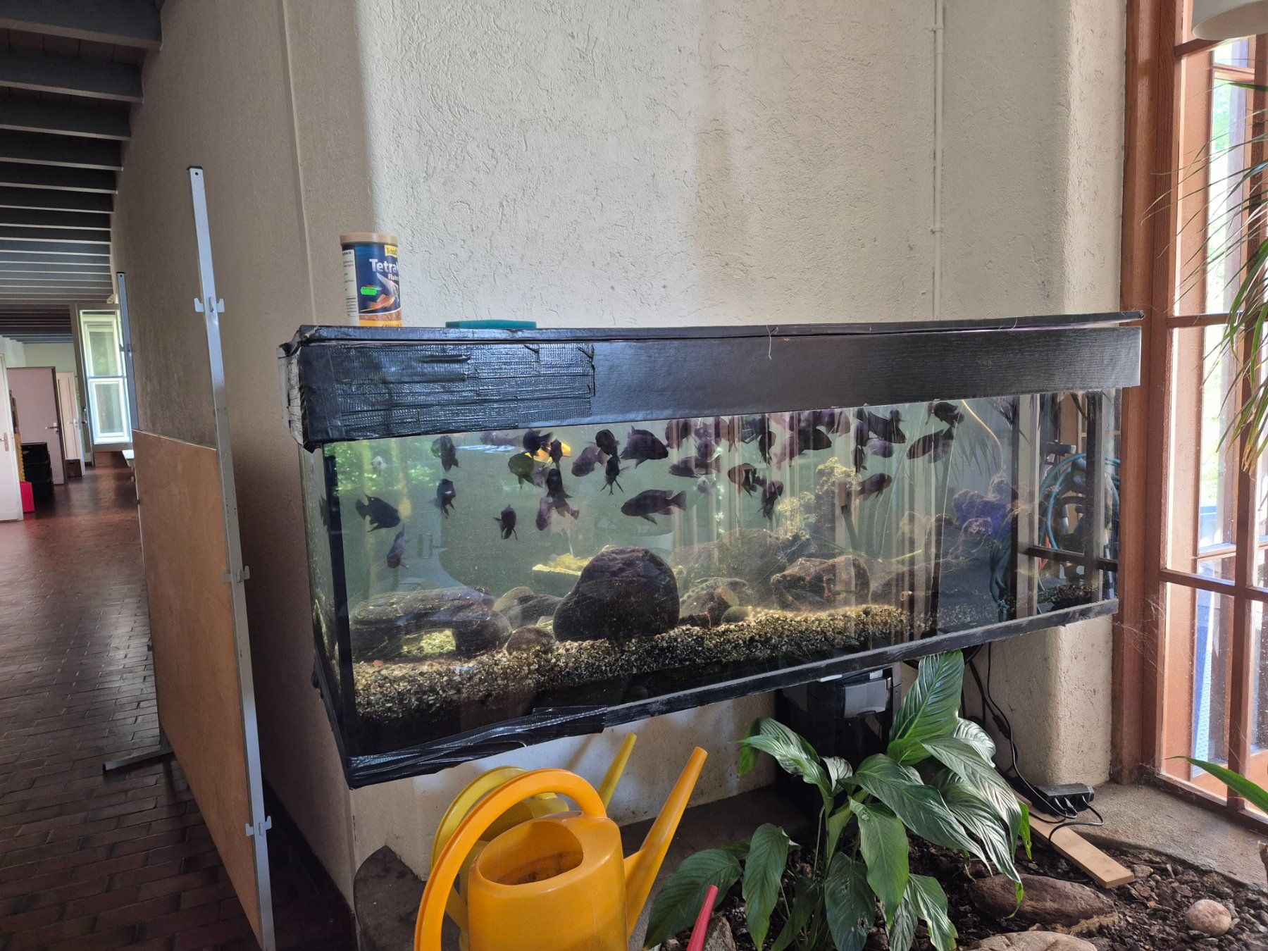 Aquarium: AQUARIUM MIT FISCHEN – D'occasion à Thalwil par Poppa-Joe 3