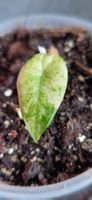 🤩Alocasia Regal Shield Albo/Pink Variegata Babyplant 