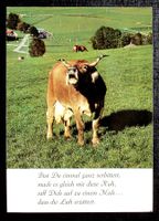 TOGGENBURGER KUH Lass die Luft erzittern - Photo E. Baumann