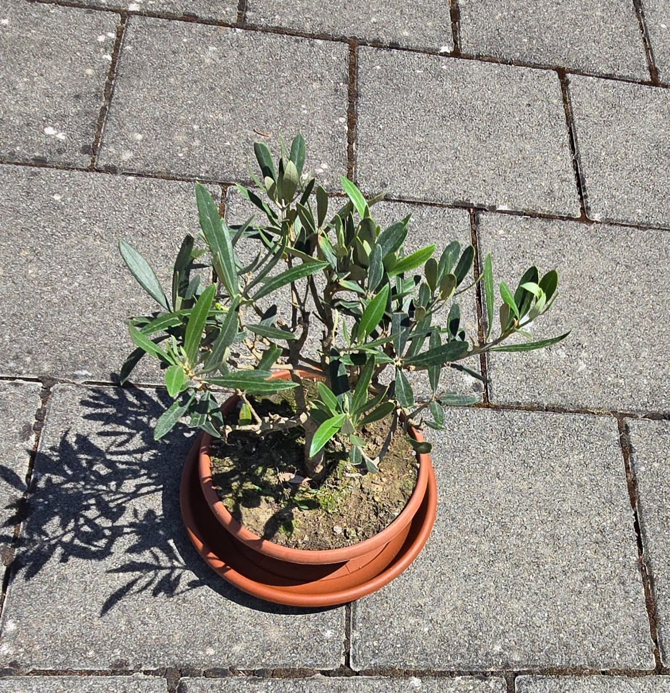 Piante & sementi: Herziges mini Olivenbäumchen Bonsai Art – Usato da Aarburg venduto da popkorn65 3