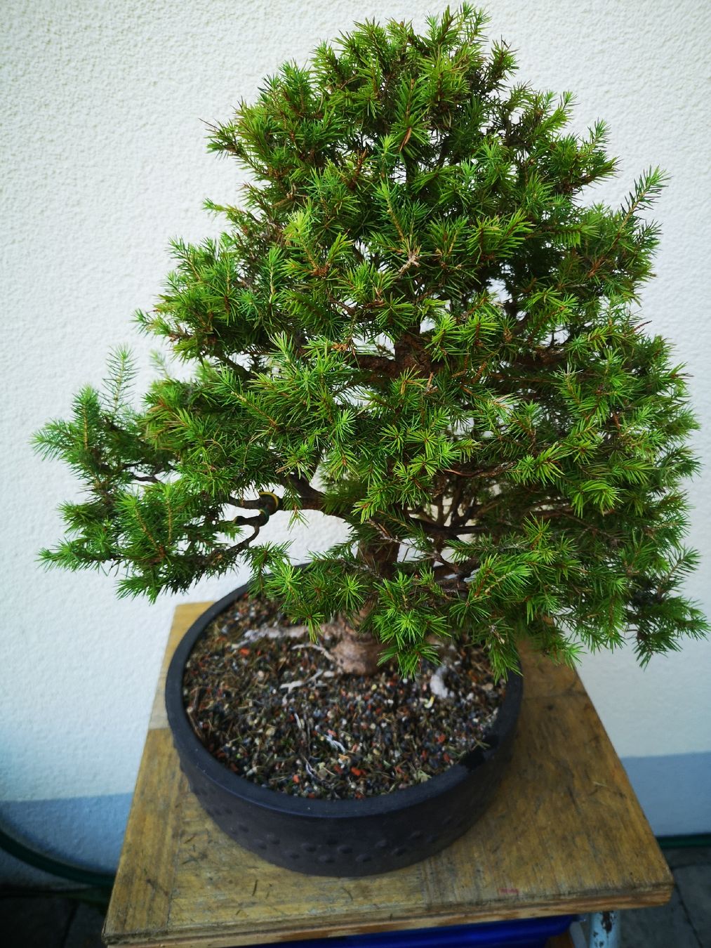 Plantes & graines: Bonsai Fichte – D'occasion à Tüscherz-Alfermée par airmax05 1