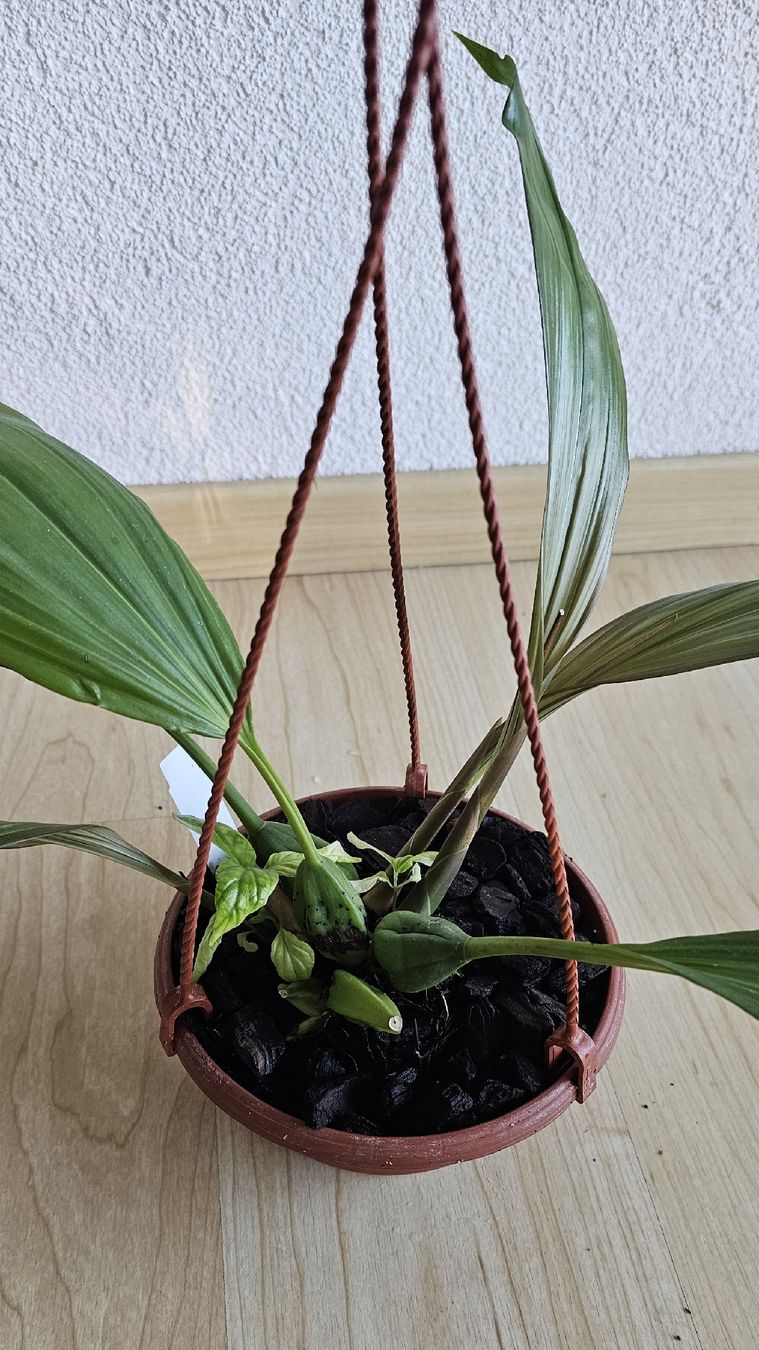 Piante & sementi: Orchidee Coelogyne speciosa – Usato da Jona venduto da Smurnaya 4