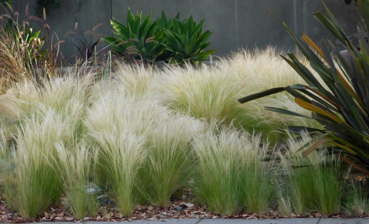 Piante & sementi: Cheveux des anges  3 PLANTS – Nuovo (secondo la descrizione) da Bremblens venduto da FIBONACCI369