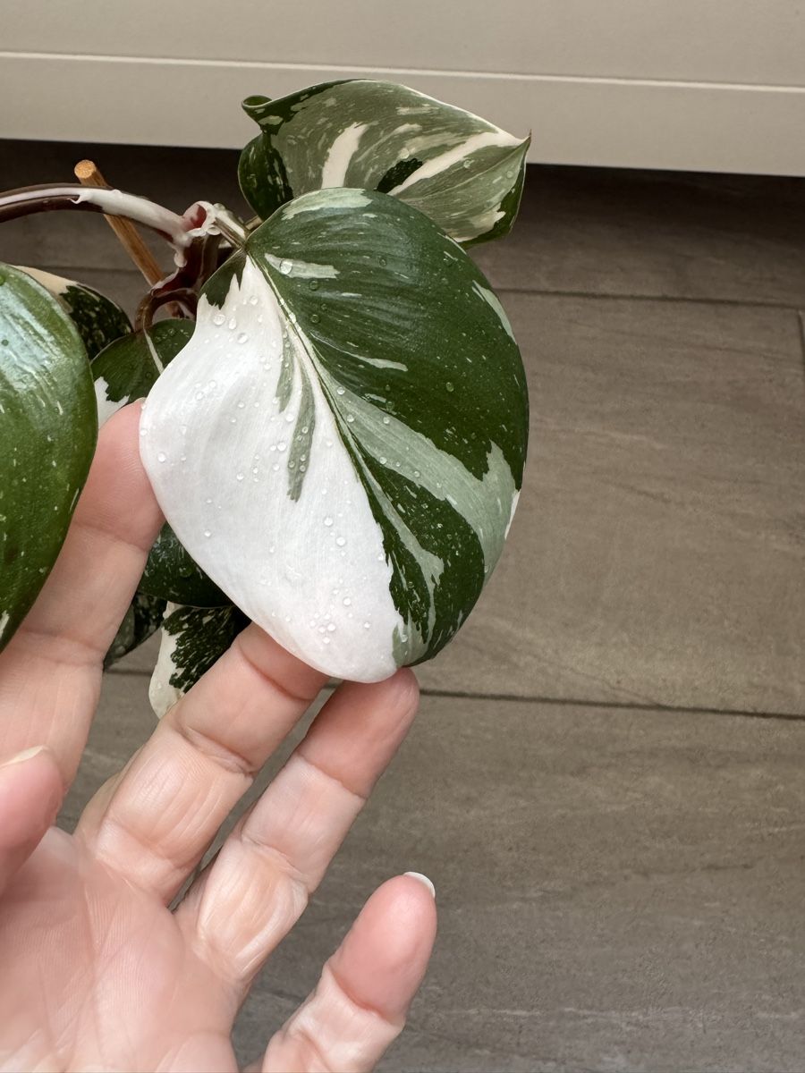 Pflanzen & Samen: Philodendron White Knight – Gebraucht aus Sugiez von fabandy16 2