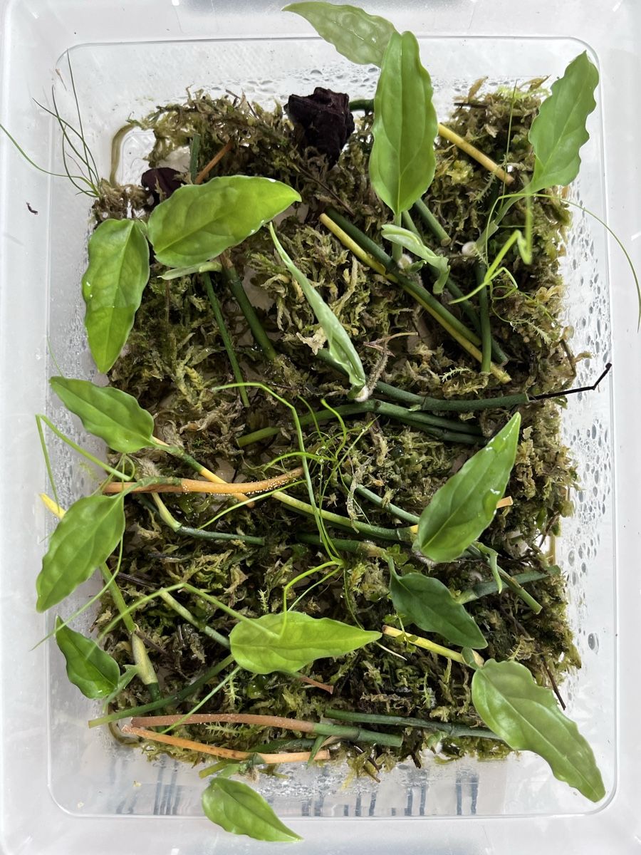 Plantes & graines: Monstera Obliqua Perù wetstick/cutting – D'occasion à Lugano par The_Botanists