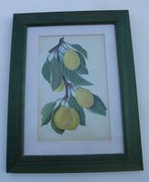 Tableaux décoration pour la maison citronnier