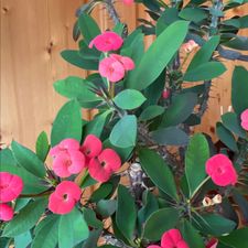 Profile image of Alpenrose961