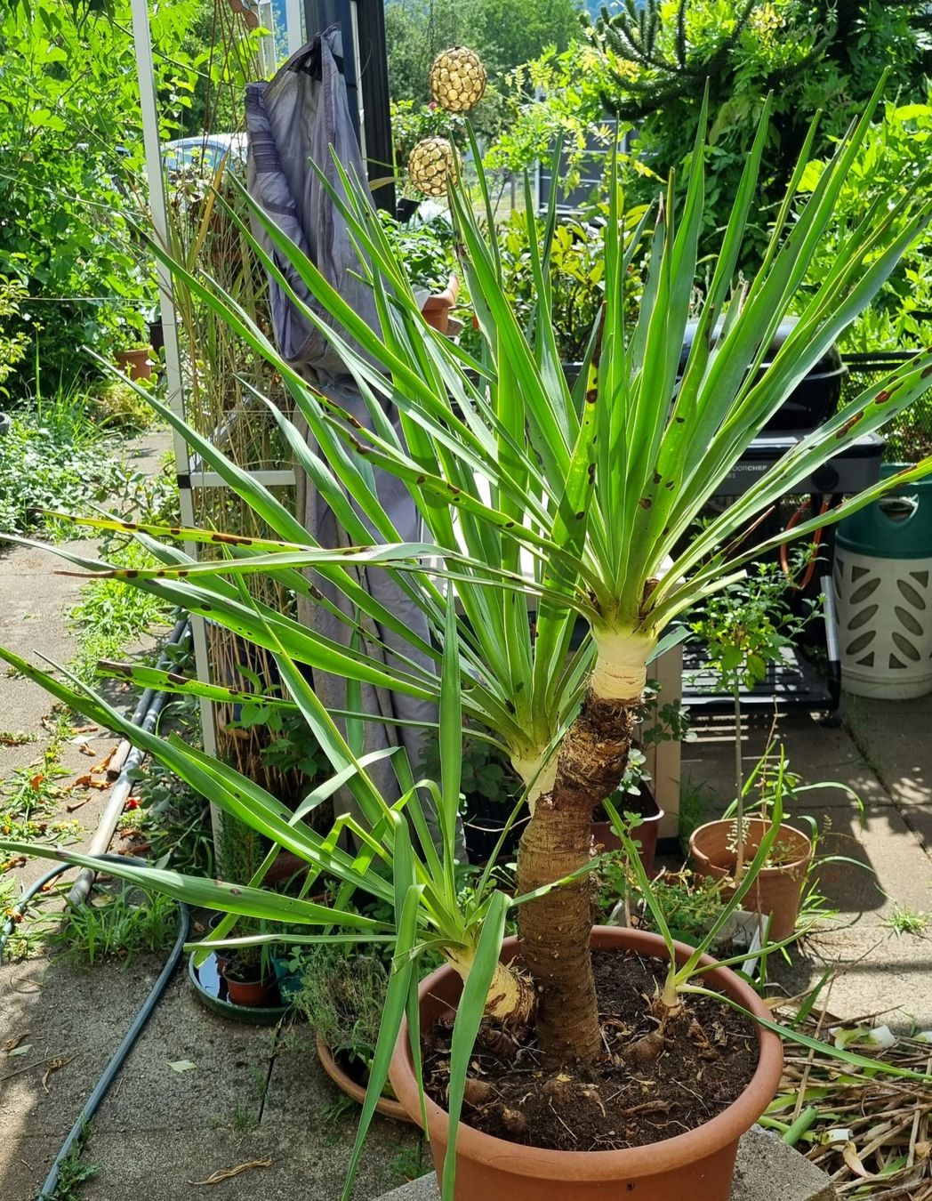 Piante & sementi: YUCCA - Palmlilie, winterhart – Usato da Oberentfelden venduto da Myri13 1