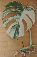 Monstera Albo Variegata Ableger