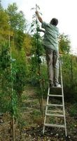 Tomate Berao  ARBRE TOMATE +4 mètres 10g