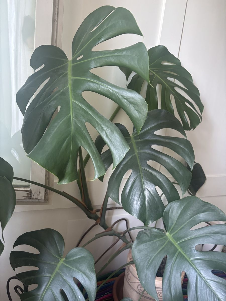 Piante & sementi: Monstera – Usato da Oberrieden venduto da ZehSa 2