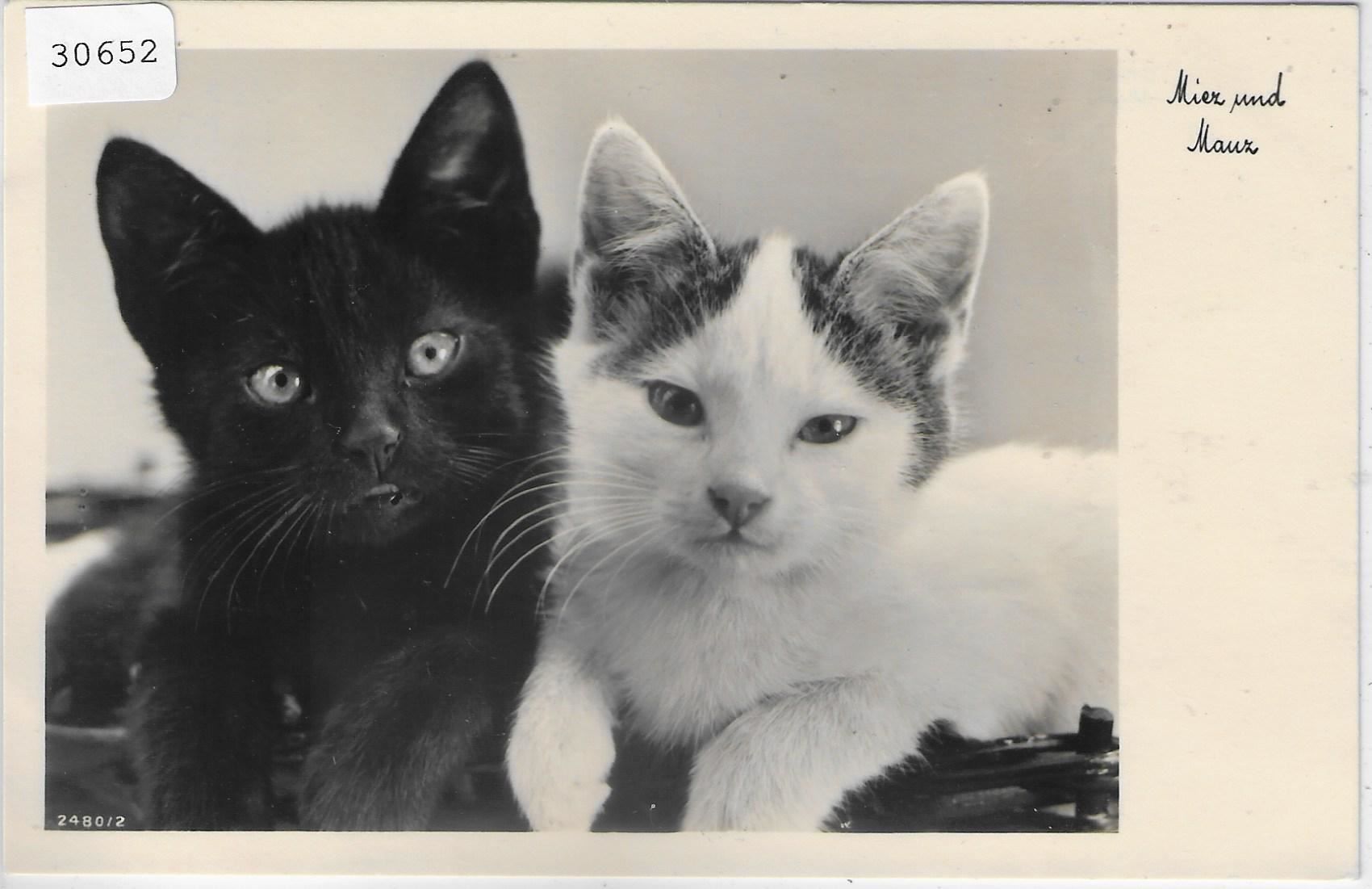 Ansichtskarten: Katzen Miez und Mauz – Gebraucht aus Ettingen von Kartenplanet