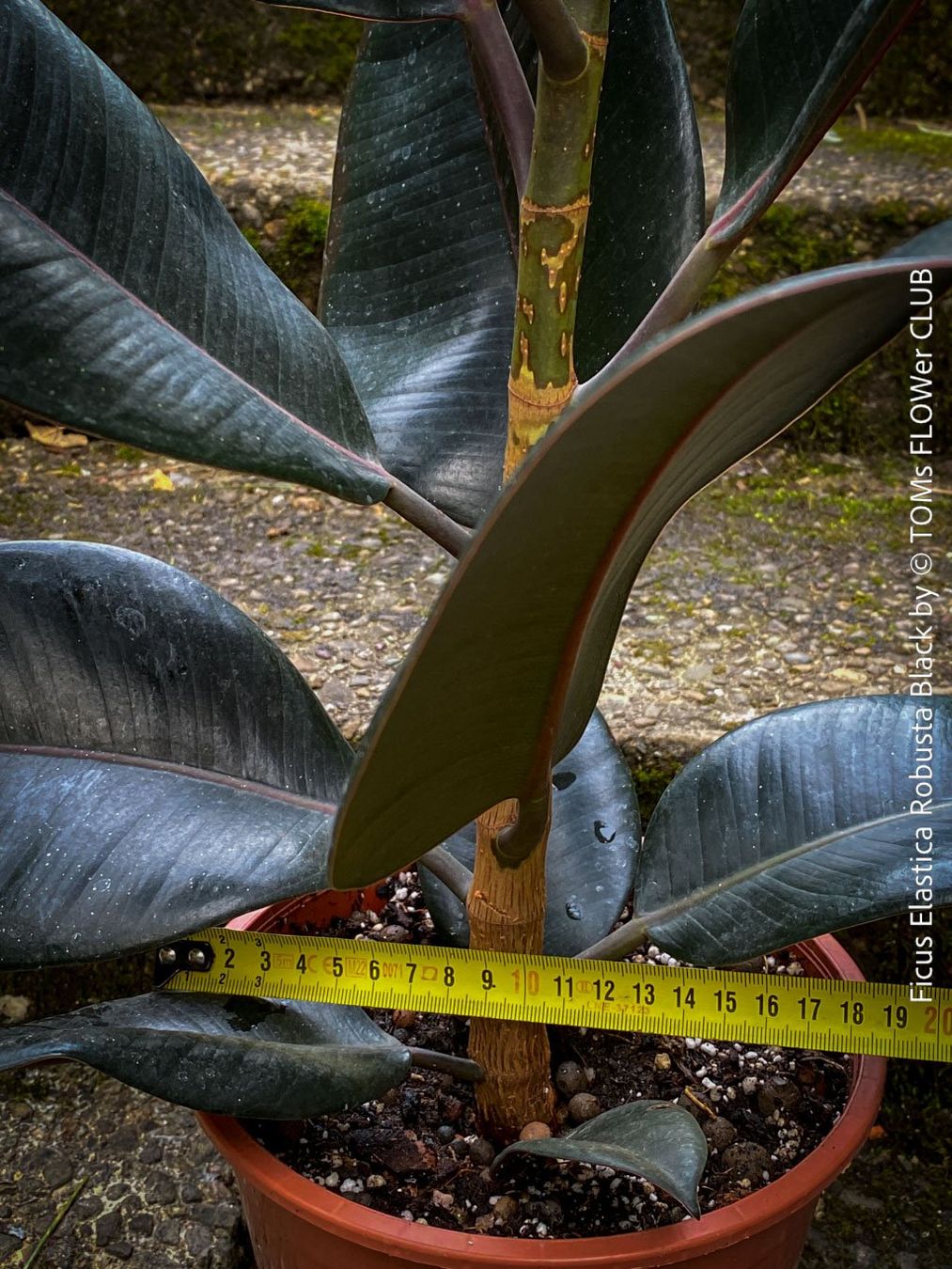 Piante & sementi: Ficus Elastica Robusta Black - "Gothic" schwarzer Gummibaum – Nuovo e nell'imballaggio originale da Adliswil venduto da astom369 5