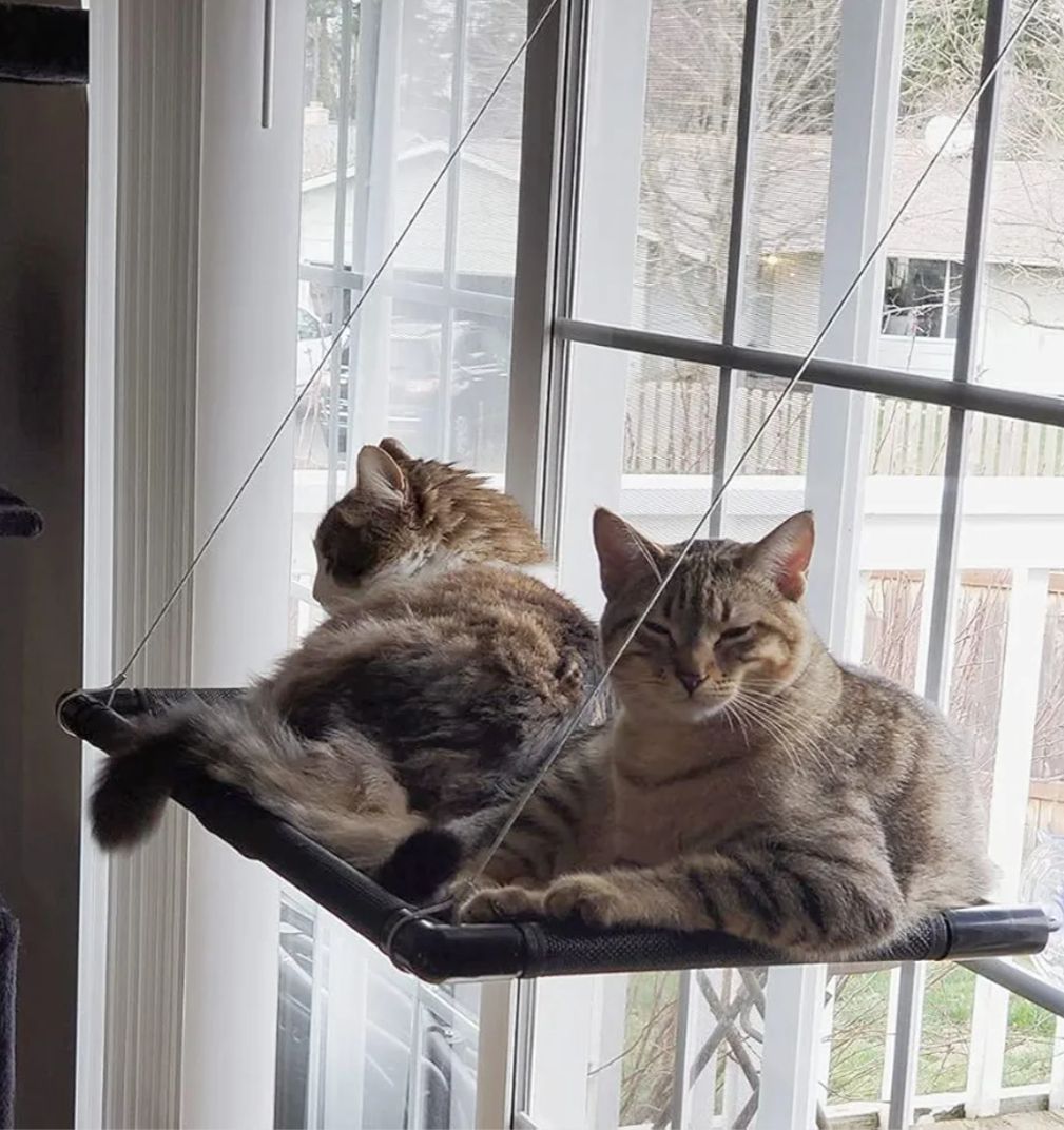 Cucce & Letti: Katzen Fensterliege – Nuovo e nell'imballaggio originale da Winterthur venduto da SwissPrime