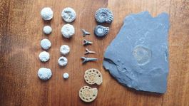 kleine Fossilien Sammlung