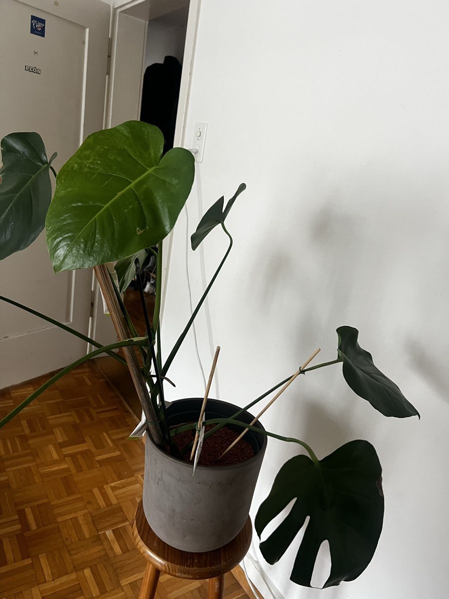 Pflanzen & Samen: Grosse Monstera – Gebraucht aus Basel von sar_cp8n