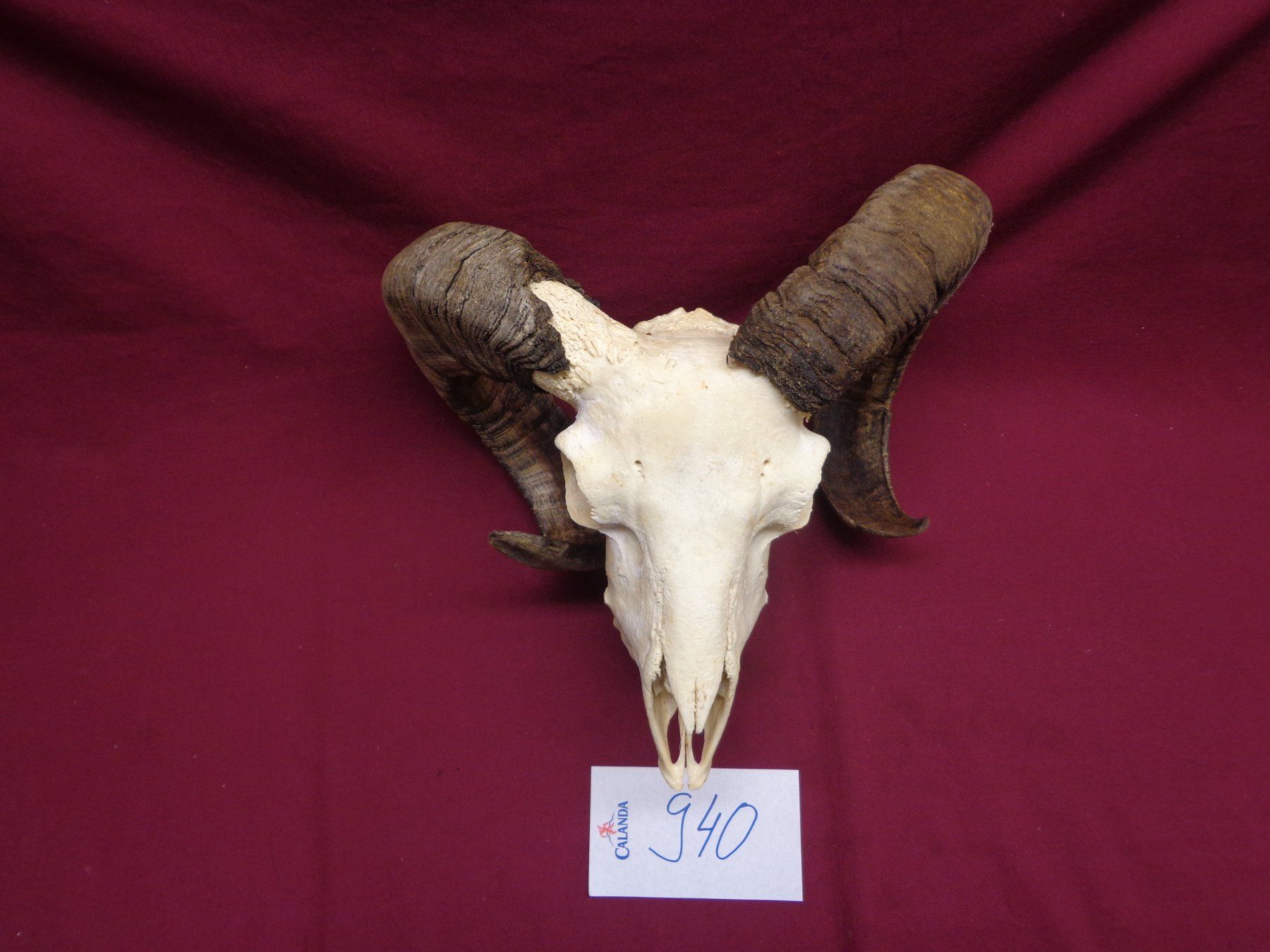 Il mondo degli animali: Widder, Geweihe, Trophäe, Horn, Dekoration, Jagd Abwurfst. – Usato da Andeer venduto da Baerenburger 9