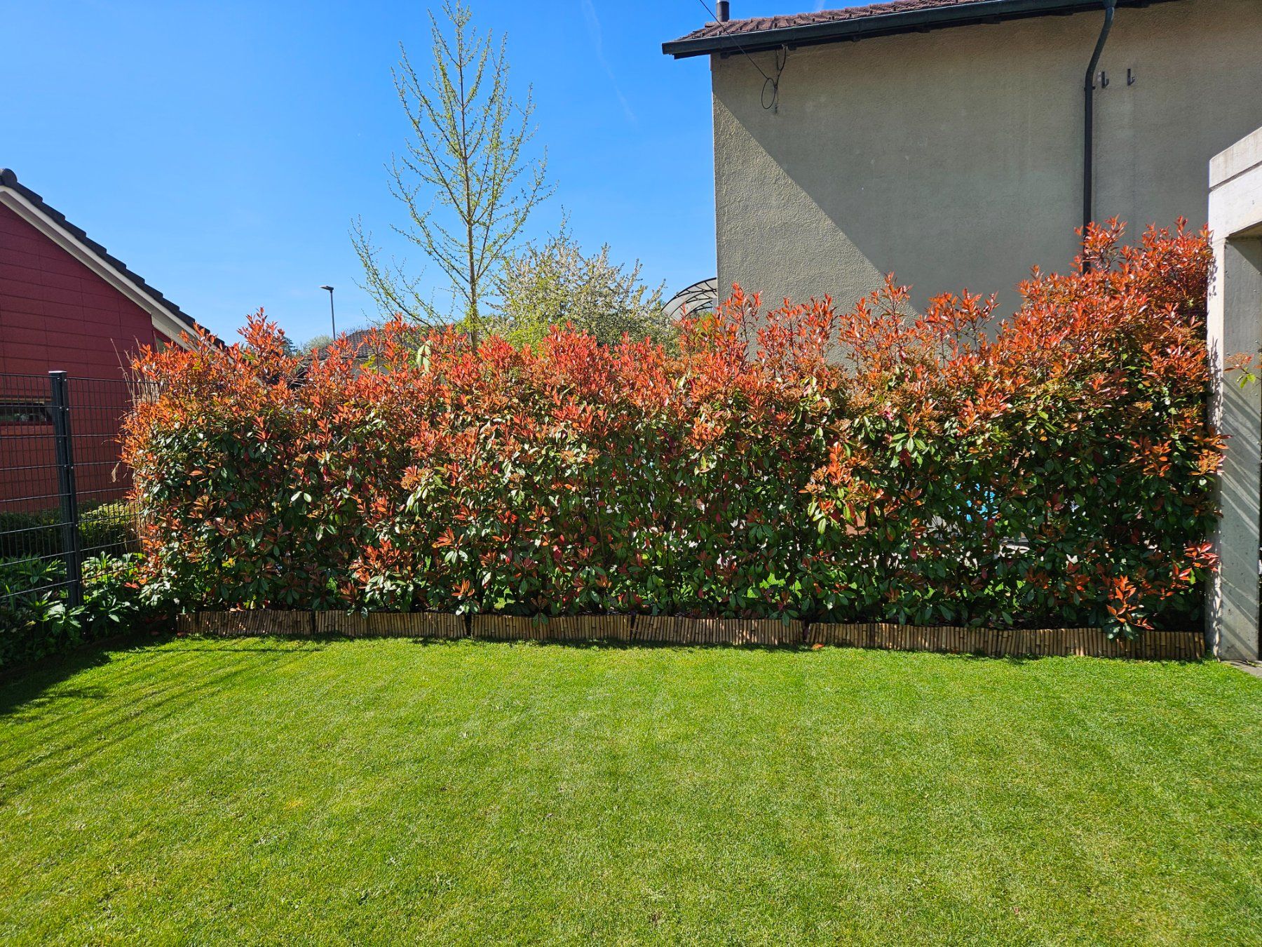 Piante & sementi: Photinia Red Robin – Usato da Luterbach venduto da Jeye 2