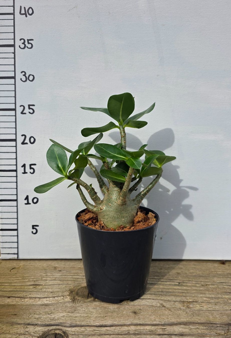 Piante & sementi: Adenium Obesum – Nuovo (secondo la descrizione) da St.Erhard venduto da Plumilandschweiz 1